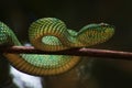 Fiver Borneo on Branch in Borneo Forest