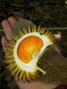 Borneo Fruit