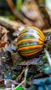 Borneo giant pill millipede Royalty Free Stock Photo