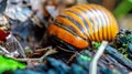 Borneo giant pill millipede Royalty Free Stock Photo