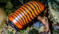 Borneo giant pill millipede Royalty Free Stock Photo