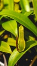 Borneo Green Nepenthes in detail. Royalty Free Stock Photo