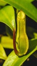 Borneo Green Nepenthes in detail. Royalty Free Stock Photo