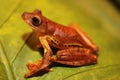 Borneo - Harlequin flying treefrog III