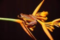 Borneo - Harlequin flying treefrog VI Royalty Free Stock Photo