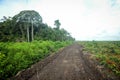 Borneo Jungle, rainforest in Tanjung Puting National Park