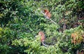 Borneo Jungle, rainforest in Tanjung Puting National Park Kalimantan Indonesia Royalty Free Stock Photo