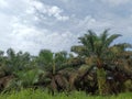Borneo Kalimantan Palm Forest Indonesian Royalty Free Stock Photo