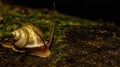 Borneo land snail crawling in the forest ground. Royalty Free Stock Photo