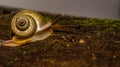 Borneo land snail crawling in the forest ground. Royalty Free Stock Photo