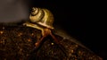 Borneo land snail crawling in the forest ground. Royalty Free Stock Photo