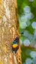 Borneo Lantern Fly Royalty Free Stock Photo