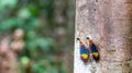 Borneo Lantern Fly, lantern bug Royalty Free Stock Photo