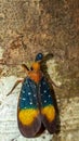 Borneo Lantern Fly, lantern bug Royalty Free Stock Photo