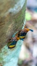 Borneo Lantern Fly, lantern bug, Royalty Free Stock Photo