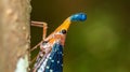 Borneo Lantern Fly, lantern bug Royalty Free Stock Photo