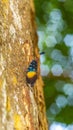 Borneo Lantern Fly, lantern bug Royalty Free Stock Photo