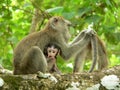 Borneo. Long Tail Macaque