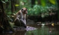 A beautiful photograph of Borneo long-tailed macaque