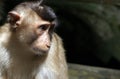 Borneo Macaque