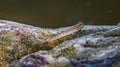 Borneo mudskippers fish Periophthalmodon schlosseri Royalty Free Stock Photo