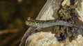 Borneo mudskippers fish Periophthalmodon schlosseri Royalty Free Stock Photo