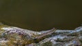 Borneo mudskippers fish Periophthalmodon schlosseri Royalty Free Stock Photo