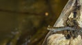 Borneo mudskippers fish Periophthalmodon schlosseri Royalty Free Stock Photo