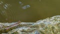 Borneo mudskippers fish Periophthalmodon schlosseri Royalty Free Stock Photo