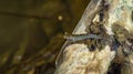 Borneo mudskippers fish Periophthalmodon schlosseri Royalty Free Stock Photo