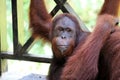 Borneo-Orang-Utan Pongo pygmaeus - Semenggoh Borneo Malaysia Asia