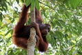 Borneo-Orang-Utan Pongo pygmaeus - Semenggoh Borneo Malaysia Asia