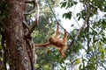 Borneo-Orang-Utan Pongo pygmaeus - Semenggoh Borneo Malaysia Asia