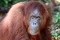 Borneo-Orang-Utan Pongo pygmaeus - Semenggoh Borneo Malaysia Asia