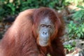 Borneo-Orang-Utan Pongo pygmaeus - Semenggoh Borneo Malaysia Asia