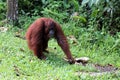 Borneo-Orang-Utan Pongo pygmaeus - Semenggoh Borneo Malaysia Asia