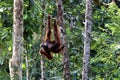 Borneo-Orang-Utan Pongo pygmaeus - Semenggoh Borneo Malaysia Asia