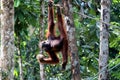 Borneo-Orang-Utan Pongo pygmaeus - Semenggoh Borneo Malaysia Asia