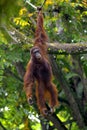 Borneo Orangutan Royalty Free Stock Photo