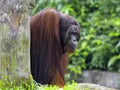 Borneo Orangutan Royalty Free Stock Photo