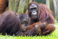 Borneo Orangutan Royalty Free Stock Photo
