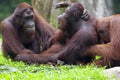 Borneo Orangutan Royalty Free Stock Photo