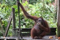 Borneo Orangutan feeding Royalty Free Stock Photo