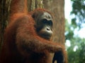 Borneo. Orangutan Hanging & Staring Royalty Free Stock Photo