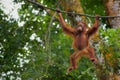 Borneo Orangutan