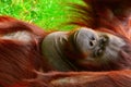 Borneo orangutan Royalty Free Stock Photo