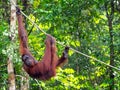 Borneo Orangutan at the Semenggoh Nature Reserve Near Kuching, M Royalty Free Stock Photo