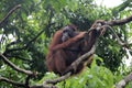 Borneo Orangutan Royalty Free Stock Photo