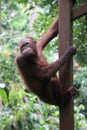 Borneo Orangutan Royalty Free Stock Photo