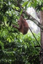 Borneo Orangutan Royalty Free Stock Photo